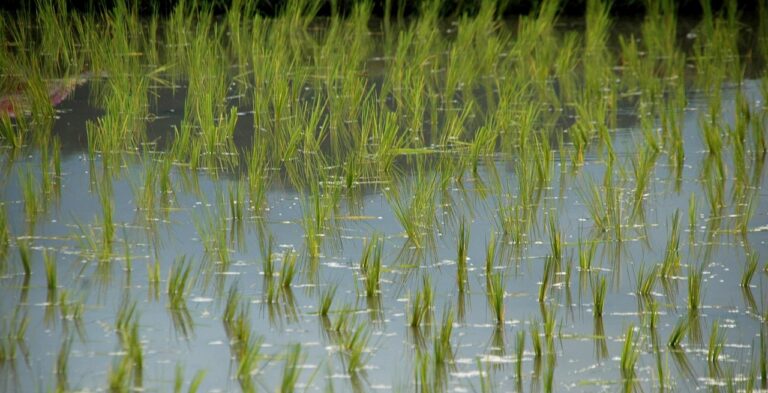 Come far crescere le piante acquatiche forti e verdissime: il segreto degli esperti